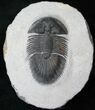 Thysanopeltis Trilobite #15381-3